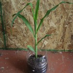 El viento aúlla canciones flacas.