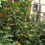 Vámonos pal otro lado del mundo.